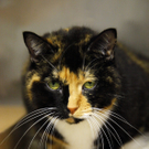 Vermisste Katze tourte quer durch die USA