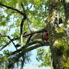 Baumpflege Kennelbach 12_jpg-1316172575