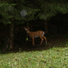 bogenschiessen3_JPG-1316250082