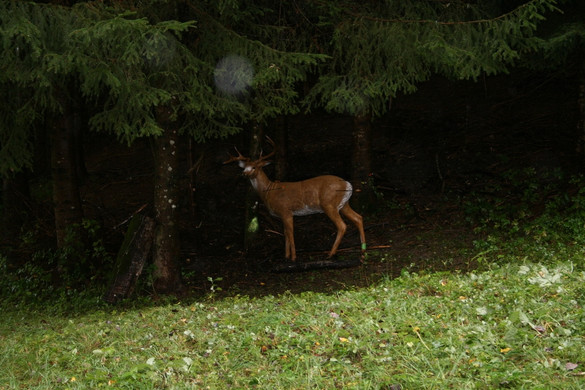 bogenschiessen3_JPG-1316250082