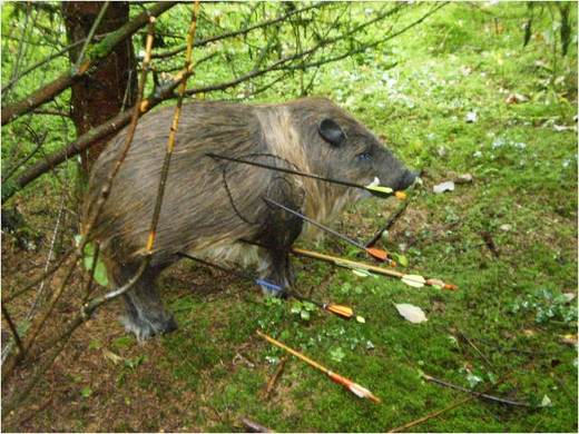 bogenschiessen5_JPG-1316250121