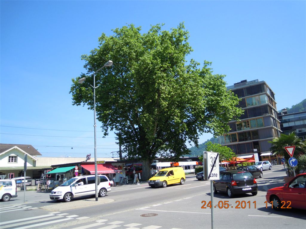 20110913_BaumpflegeBregenzHafenDavor__FranzVoegele_002_JPG-1316331526