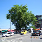 20110913_BaumpflegeBregenzHafenDavor__FranzVoegele_002_JPG-1316331526