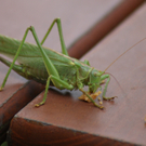 DSC01772_JPG-1316344393