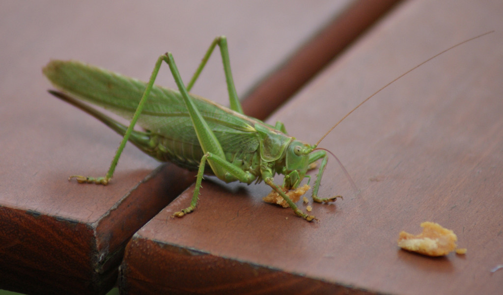 DSC01772_JPG-1316344393