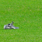 17092011svkmbaktivnews046.jpg