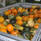 Kuerbismarkt30.JPG