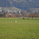 Impressionen von den Hörbranzer Störchen