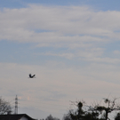 DSC_0008.JPG
