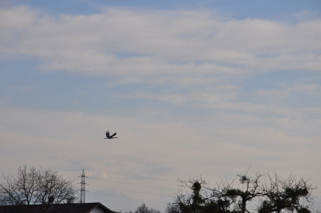 DSC_0008.JPG