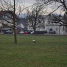 DSC_0059.JPG