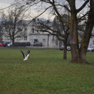 DSC_0060.JPG
