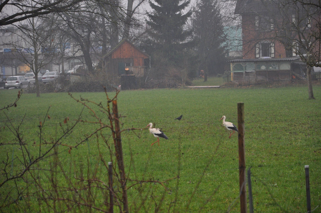 DSC_0109.JPG