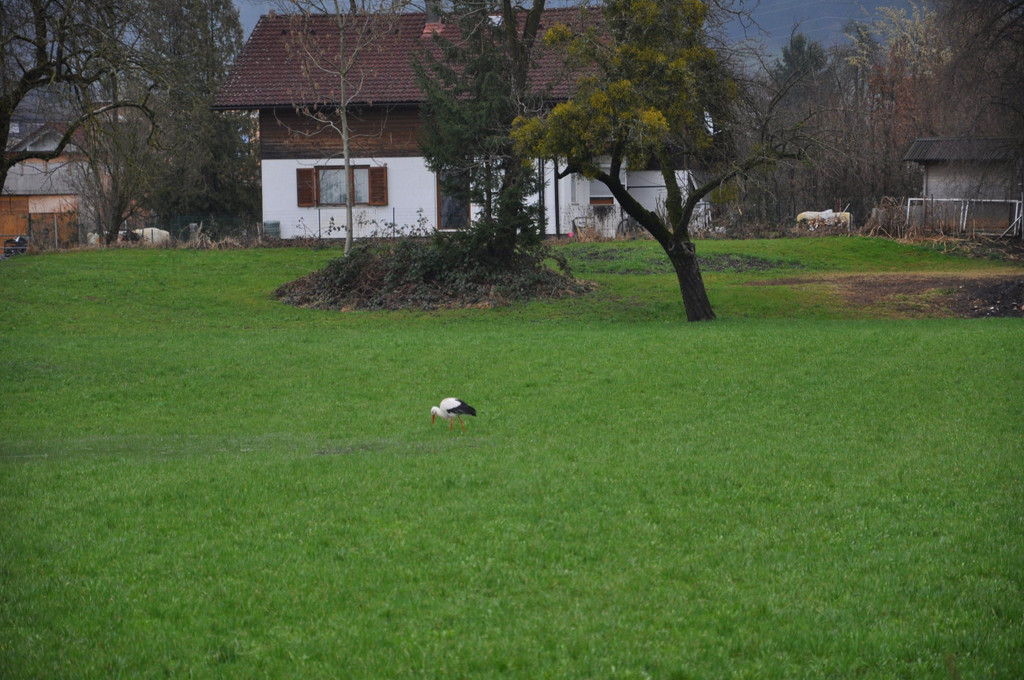 DSC_0125.JPG