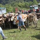 IMG_7784.jpg