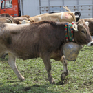 IMG_7809.jpg