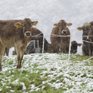 Wetterfeature Schnee06.jpg