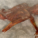 Bilder vom "Ötzi"