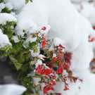 Schnee im Pinzgau