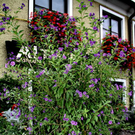 normal_18092011fmt_piding_fm_17.jpg