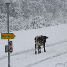 normal_19092011fmt_schneegastein_ex_15.jpg
