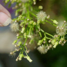 Ragweed-Pflanze