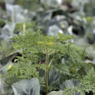 DEU_Gesundheit_Allergie_Ambrosia_AMBR102.jpg