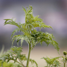 GS_Gesundheit_Ambrosia-Allergie_FRA119.jpg