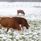 Wintereinbruch20110920001.jpg