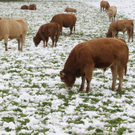 Wintereinbruch20110920004.jpg