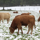 Wintereinbruch20110920006.jpg