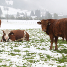 Wintereinbruch20110920007.jpg