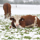 Wintereinbruch20110920008.jpg