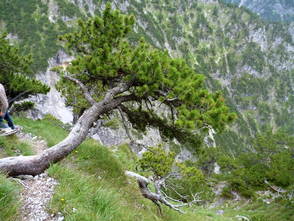 KOE_Gipfelkreuz Goppaschrofen 34_jpg-1316588568