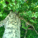 6890_EFL_Fabienne Kabasser_1_Baum_AK1.jpg