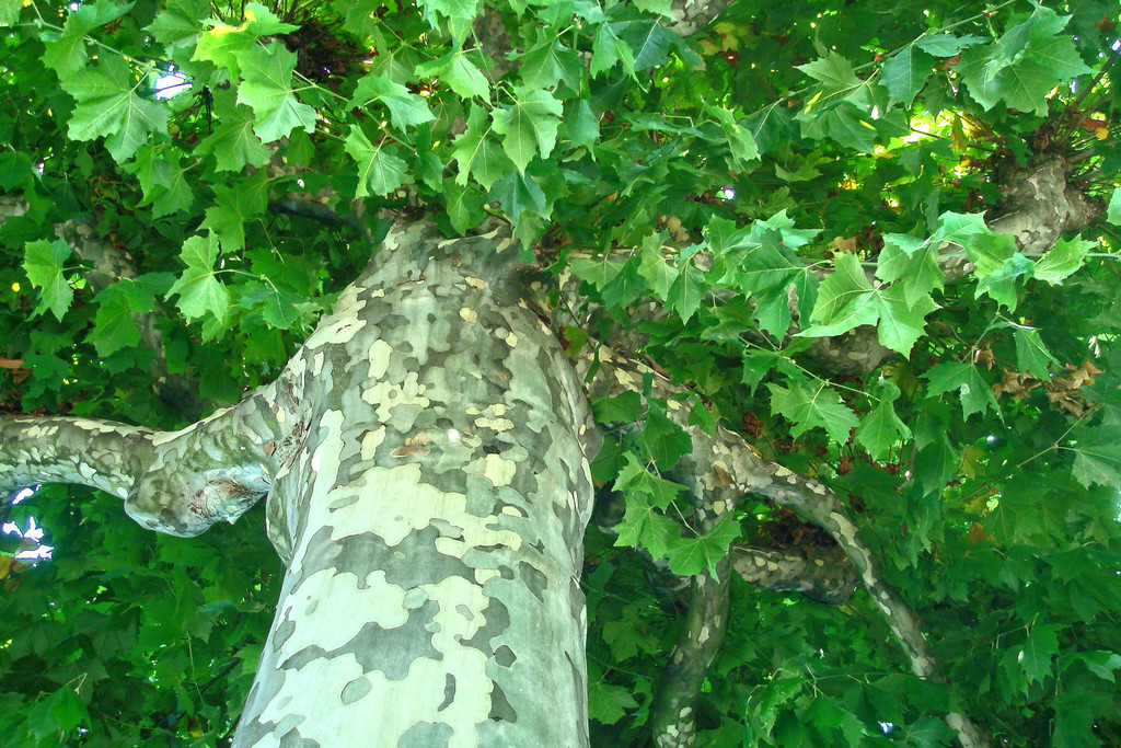 6890_EFL_Fabienne Kabasser_1_Baum_AK1.jpg