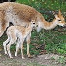 Vikunja-Nachwuchs im Tiergarten Schönbrunn