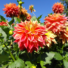 DSC00716_JPG-1316636988