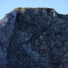 Steinbock auf dem Rothorn