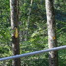 normal_23092011fmt_lkwwiestal_ta_014.JPG