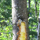 normal_23092011fmt_lkwwiestal_ta_015.JPG