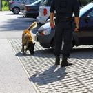 Hund durchsucht das Fahrzeug