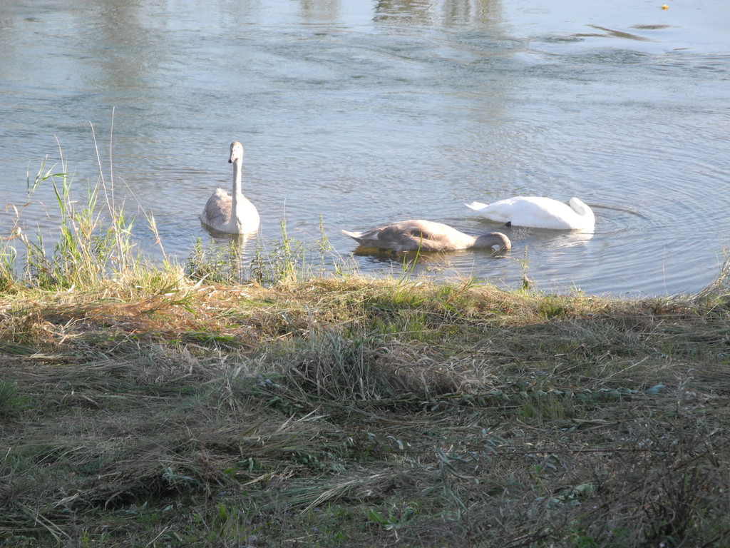 DSCN8962_JPG-1316953651