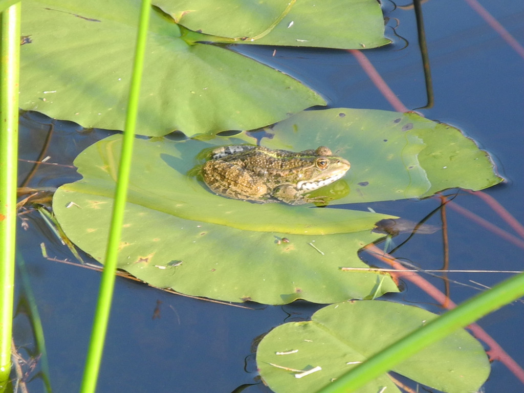 DSCN8992_JPG-1316953865