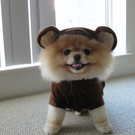 Der süßeste Hund der Welt: Boo