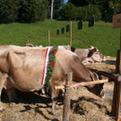 IMG_7236_jpg-1316963274