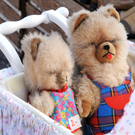 Flohmarkt Ems 25_09_2011 79_jpg-1316954778