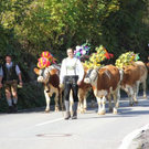 Bilder vom Almabtrieb