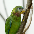 Papageien im Zoo Schönbrunn