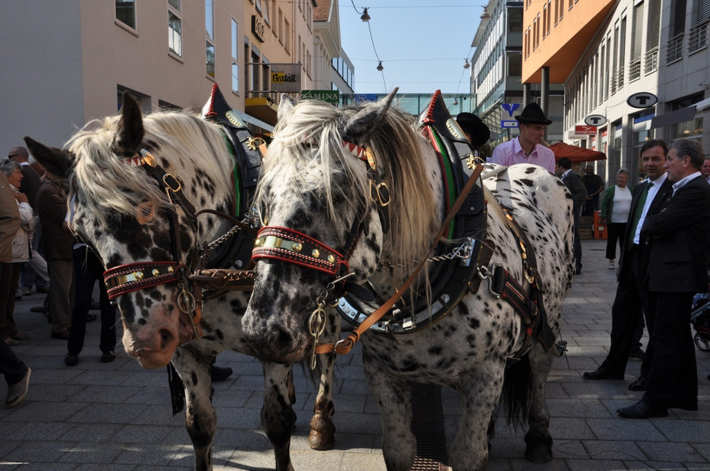 DSC_0140_JPG-1317106558